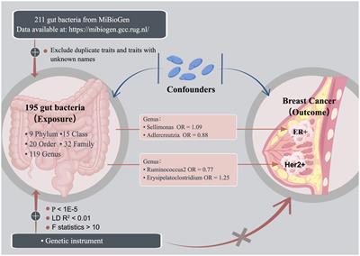 Mendelian randomization analysis revealed a gut microbiota–mammary axis in breast cancer